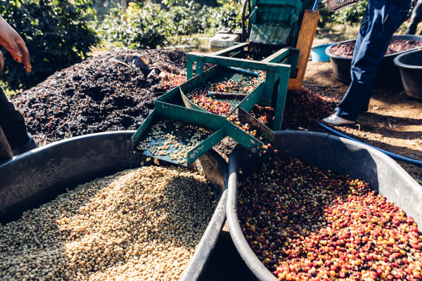 Washed vs. Natural Coffee